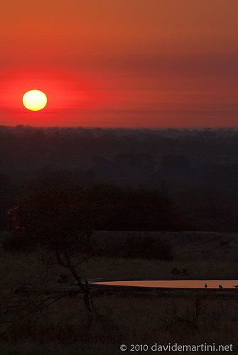 sunset animals sunrise southafrica tramonto alba wildlife krugernationalpark kruger satara skukuza sudafrica