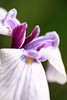 Photo：Japanese water iris / Iris ensata var. ensata / 花菖蒲(ハナショウブ) By TANAKA Juuyoh (田中十洋)