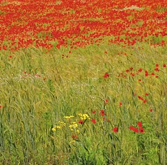 Worcestershire Poppy Field