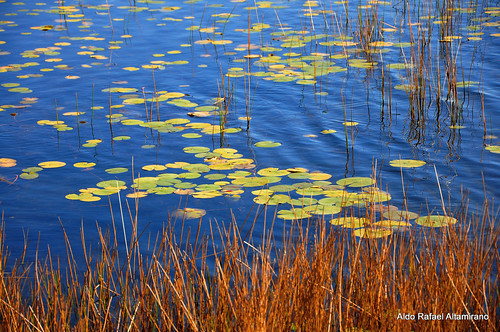 autumn lake color colour fall nature water colors leaves digital landscape pond waves colours pennsylvania wave nikond90 afsnikkor18105mmvr dyberry aldorafaelaltamirano rafaelaltamirano aldoraltamirano