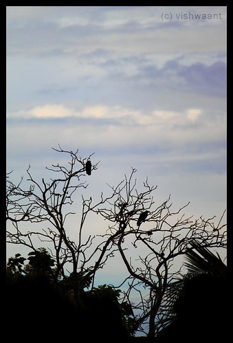 blue india black green birds canon eos waiting asia kerala wait crows 500d thiruvananthapuram vishwaant kissx3 t1i vishwaantin