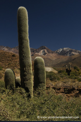 cactus argentina cacti landscape scenery cachi northernargentina