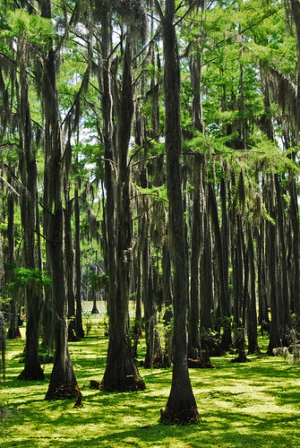 nature louisiana swamp spanishmoss cypress hosston caddoparish