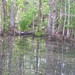 Alligator Canal DSCN3836