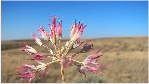 oregon us97s highway highway97 desert columbiaplateau pink flower flora sky blue excapture outdoor plant nature