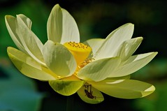Joy Filled Lotus