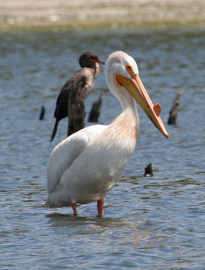 Фотографія 'American White Pelican'