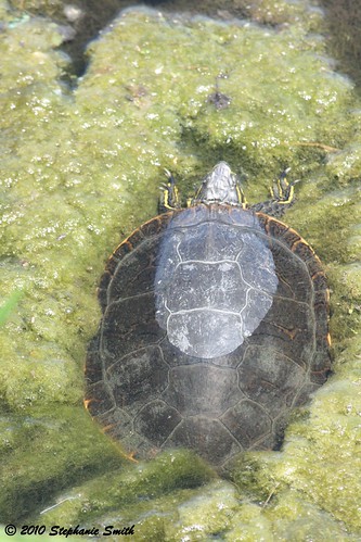 southdakota canon turtle reptile sd canonrebelxti