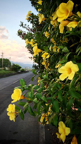tropical taiwan flower sunset