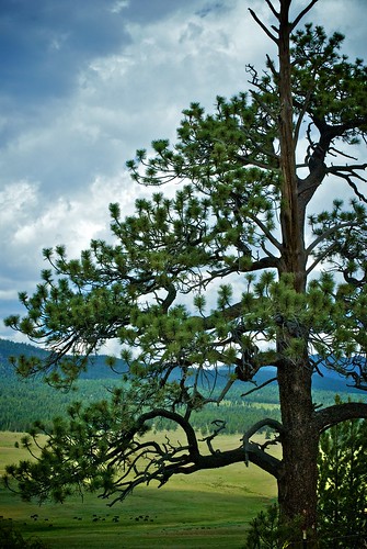 blue tree green field pine clouds landscape rockies colorado cattle cows rockymountains ★★★★