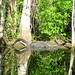 Alligator Canal   DSCN3323