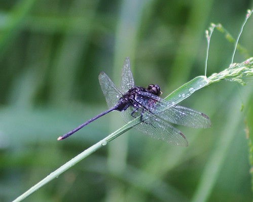 dragonfly tx riograndevalley odonata hidalgocounty pintailedpondhawk bentsenriograndestatepark erythemisplebeja