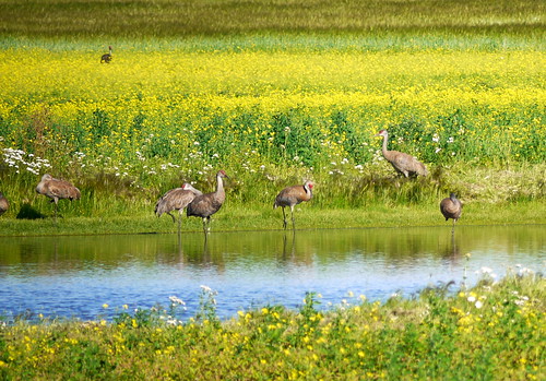 travel birds alaska landscape outdoors cranes environment fairbanks lumix45200mm dmcgf1