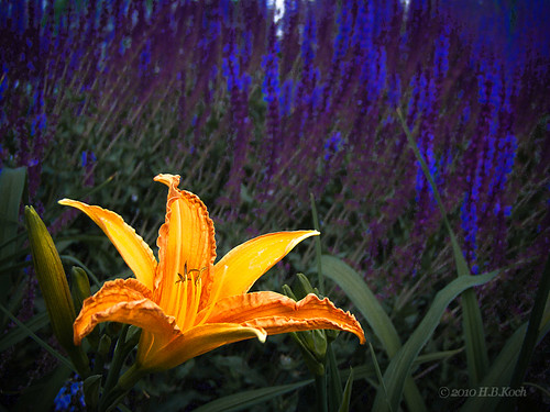 blue summer flower yellow germany deutschland hessen sommer blumen gelb lilly blau lilie badnauheim landesgartenschauhessen2010 hbkoch