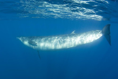 Brydes Whale Azores