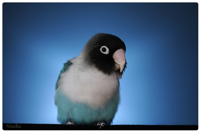 Cobalt | Blue Masked Lovebird "Cobalt" but we call… | Flickr - Photo