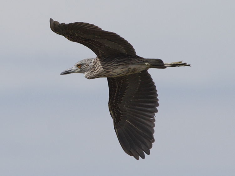 Photograph titled 'Yellow-crowned Night Heron'