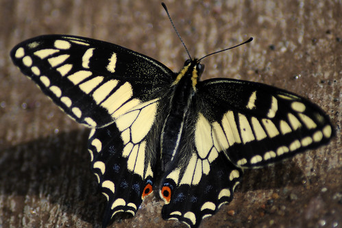 butterfly aniseswallowtail papiliozelicaon goodenoughcanyon