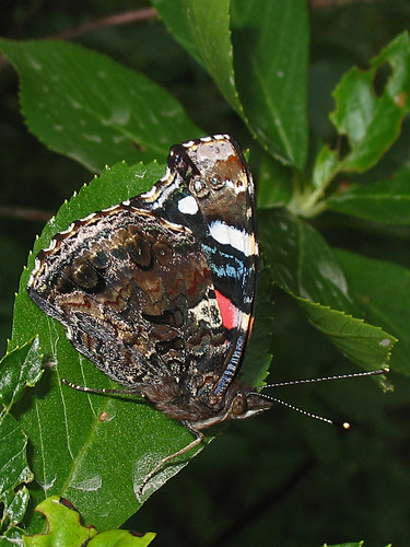 butterfly nj redadmiral pinebarrens vanessaatalanta burlingtoncounty lebanonstateforest reevesbog