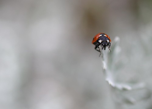 red white plant garden insect grey dof bokeh explore negativespace ladybird ladybug naturalselectivecolour