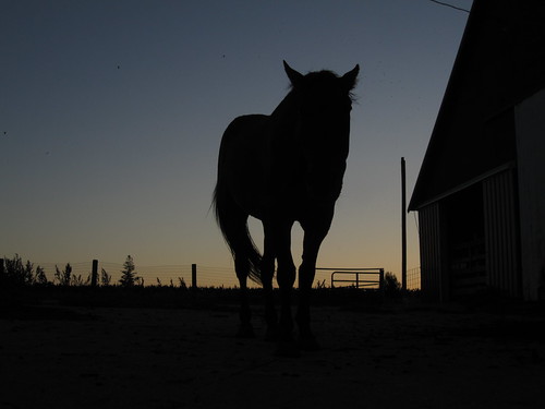 sunset horse silhouette