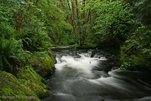 green nature wet rain forest outdoors waterfall washington rainforest long exposure pacific scenic fallscreek