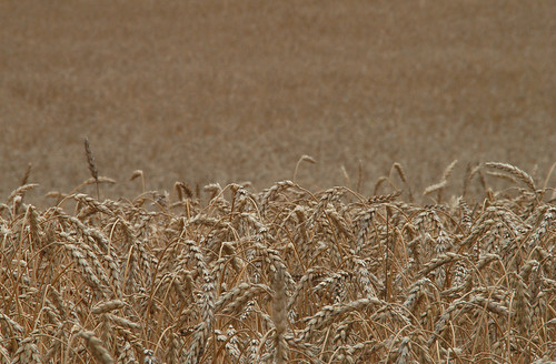 wheat grain amberwaves