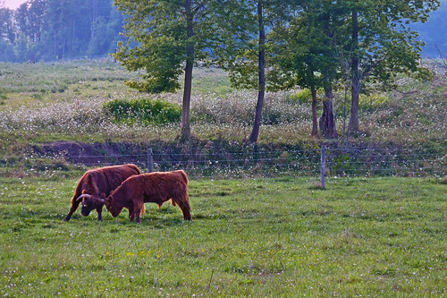 green rural cow cows indiana pasture panasoniczs3