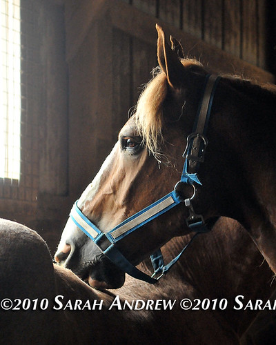 This week's Camelot Auction horses