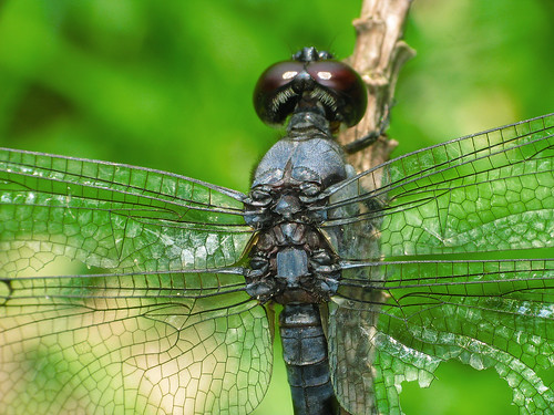 mississippi insect wings dragonfly winged refuge odonata noxubee slatyskimmer noxubeenationalwildliferefuge