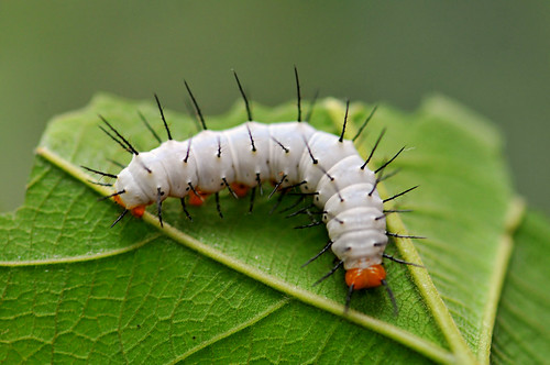 Caterpillar