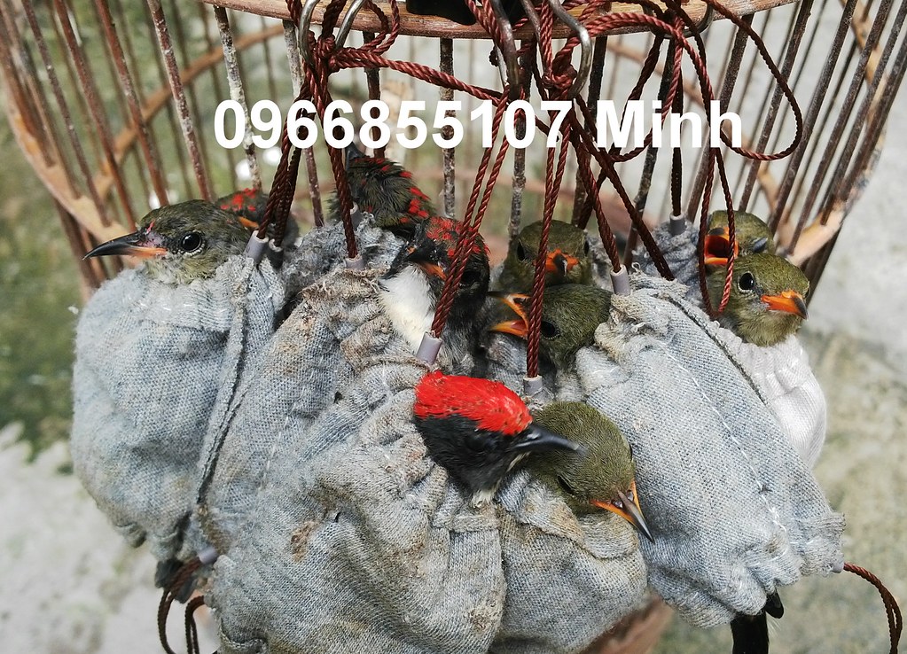 Bán chim ốc mít chuyền, thuộc, mồi & các mẫu lồng chim ốc mít, hút mật chạm 3D đẹp - 42
