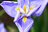Photo：Japanese water iris / Iris ensata var. ensata / 花菖蒲(ハナショウブ) By TANAKA Juuyoh (田中十洋)