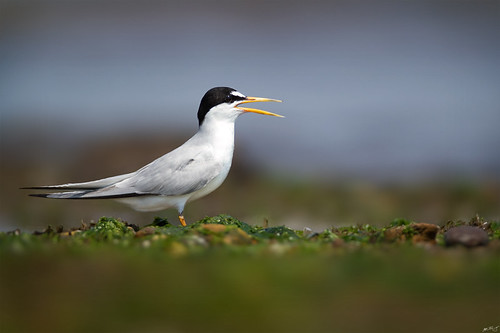 nature birds canon wildlife 7d tern wildbirds leasttern 600mm