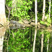 Alligator Canal   DSCN3346