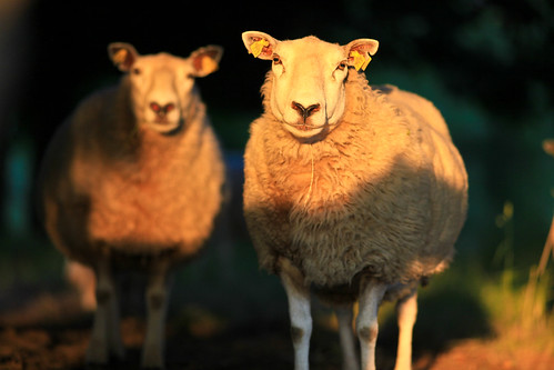 sunset skåne sheep sweden sverige f28 2010 österlen får tomelilla ef200mmf28lusm bollerup canoneos5dmarkii ¹⁄₅₀₀sek