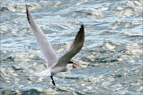 bird lakeontario tern caspiantern lucaspointpark fishingtern