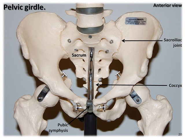 Pelvic girdle, anterior view with labels - Appendicular Skeleton Visual