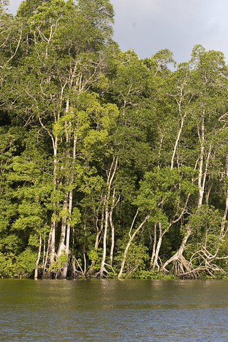 forest indonesia landscape papua komoro anthropologist timika mimika kalmuller amungme agimuga