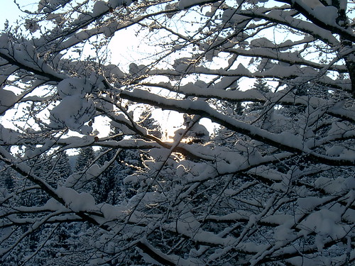 winter italy snow 2004 carnia fvg ud friuli friuliveneziagiulia nordest fornidisotto altavaltagliamento