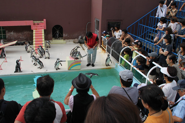 OTARU Aquarium - Penguin 3