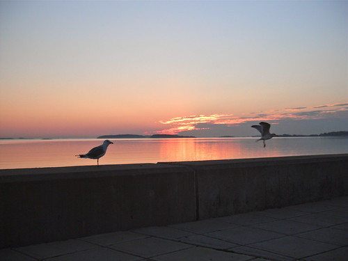 beach birds sunrise ma quincy wollastonbeach