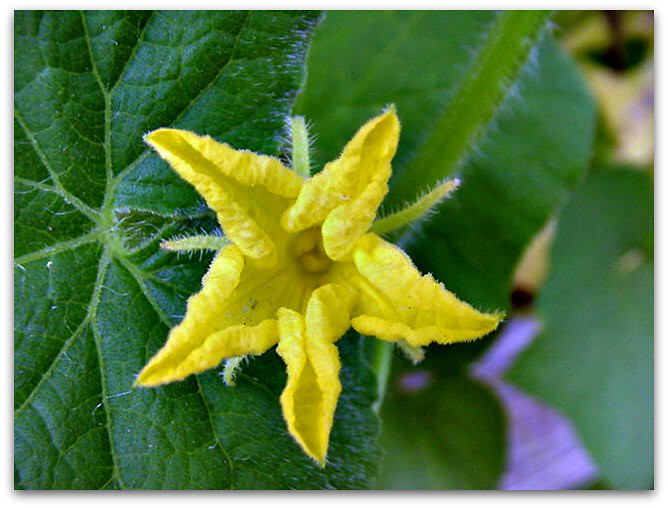 Cucumber Flower Our Garden Denton Texas Cameliatwu Flickr