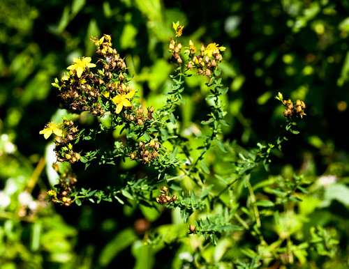 pennsylvania hypericaceae stjohnswort hypericumperforatum commonstjohnswort malpighiales chesterco g76 hiberiniacountypark rb553