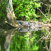Alligator Canal DSCN3398