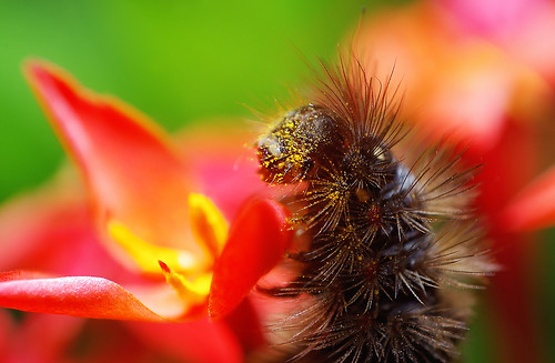 red macro yellow closeup insect pentax insects caterpillar spike bangladesh k200d beautifulmonsters