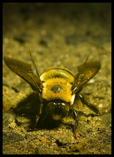 portrait eye yellow insect fur compound leg wing bee bumblebee asphalt gravel fuzz 2010 feeler