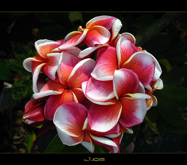 Rare Flowers - The Plumeria J-105 | Flickr - Photo Sharing!