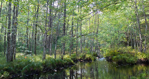 trees holiday canada water river flora photographer novascotia cottage places northamerica organic laconia occasions brookwalk geoffhill