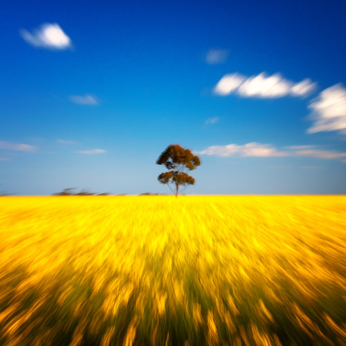 blue sky tree field yellow zoom melbourne victoria canola werribee liska liskaism